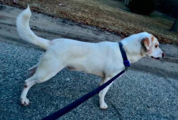 beagle lab mix