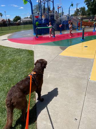 $23.00 / Day Doggy Day Care – 24/7 Caretaking with LOVE!