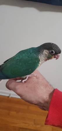 Green Cheek Conure