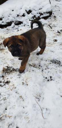 Mixed Puppies