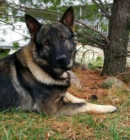 Sable German Shepherd AKC Pups