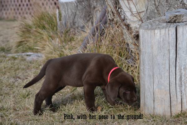 AKC Chocolate Lab Puppies!