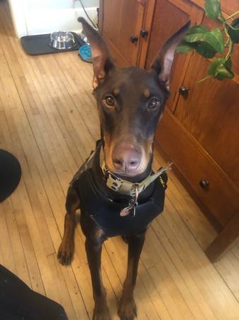 ten month brown and tan doberman