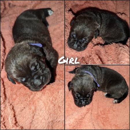 Cane Corso/Italian Mastiff Puppies