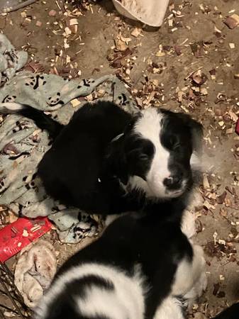 Springer Basset puppies