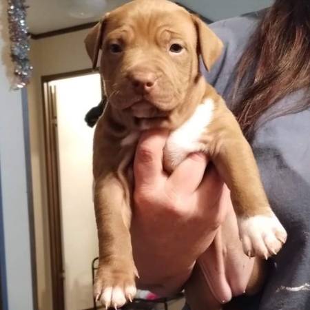 Pitbull puppies