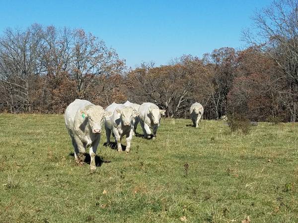 Charolais Bulls