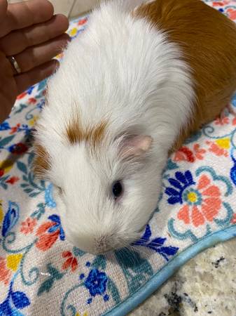 Guinea Pigs Available