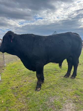 2yr old Brangus Bulls