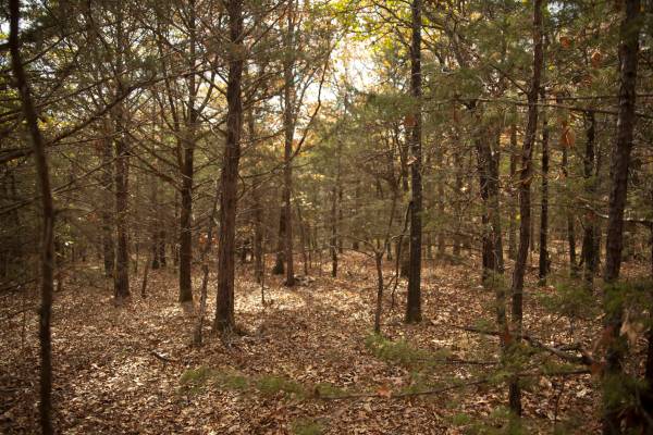 2.2 Acres Flat Land With Trees End Of Cul-de-sac