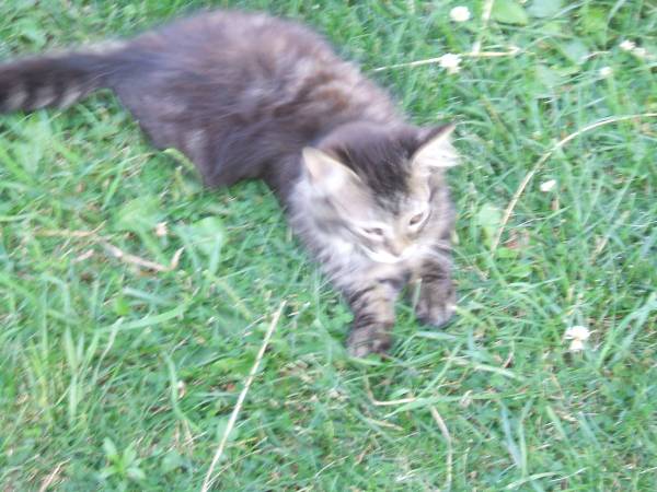 Long haired cat