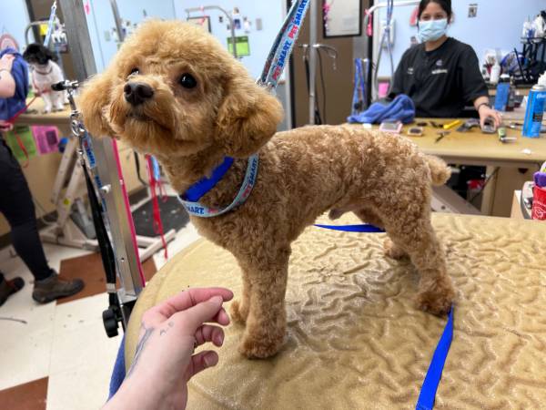 Dog groomer in need of new clientele!