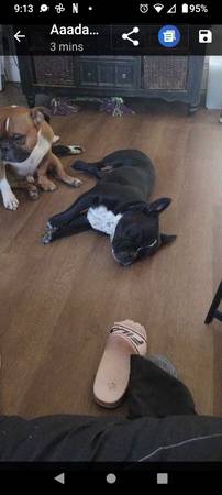 Lost Two dogs