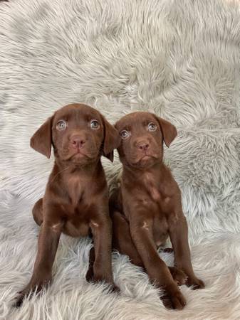 Chocolate lab puppies