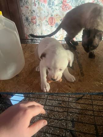 3 hound x shitzu female puppies