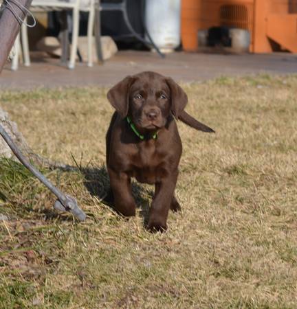 AKC Chocolate Lab Puppies!