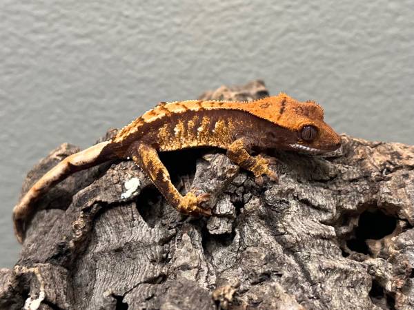 High End Hatchling Crested Geckos