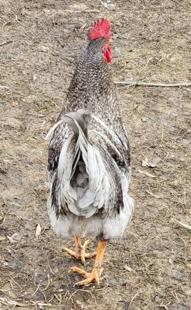 Sapphire Gem Rooster