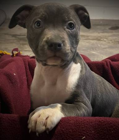 Grey Female Pitt (Tuxedo Fur Pattern)