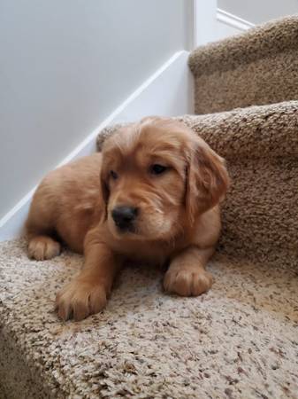 Irish Golden puppy