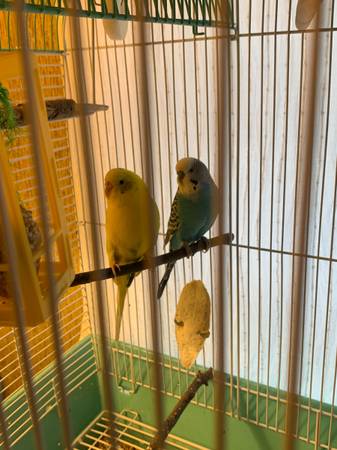 Looking for a bird lover to take in 2 budgies