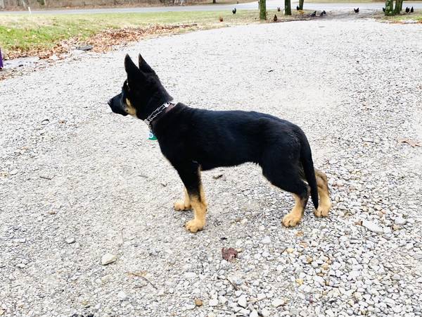 AKC Female GSD Puppy German Working Line – $1200