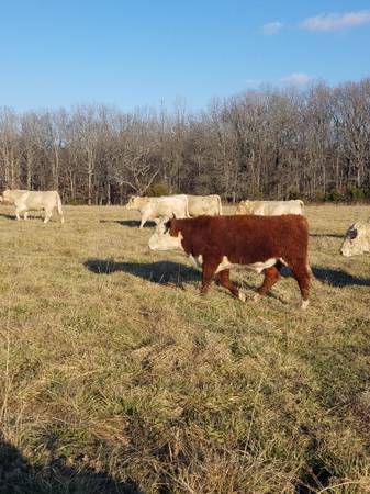 Hereford Bulls