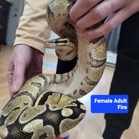 3 ball pythons for rehome