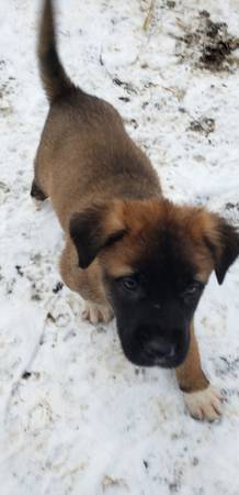 Mixed Puppies