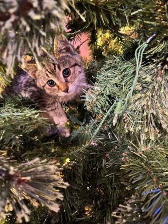 8 week old male kitten