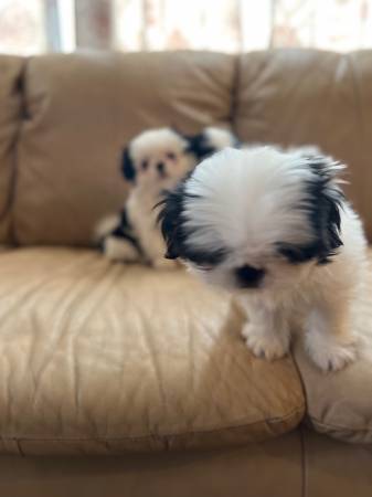 Shih Tzu Chin puppies