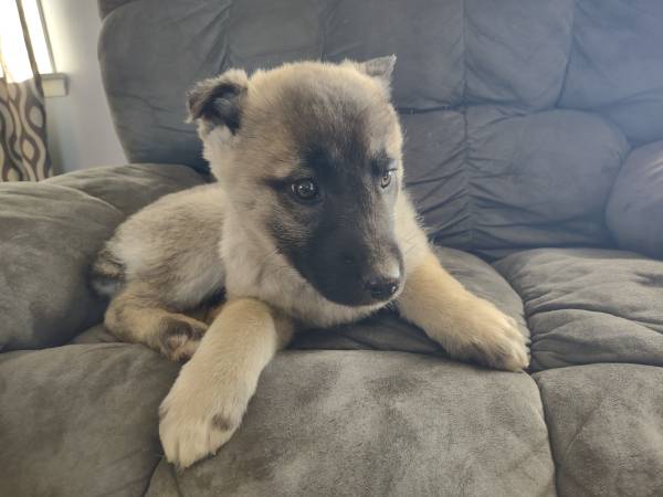 2 German Shepherd Puppies (Male)