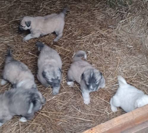 Great Pyrenees puppies