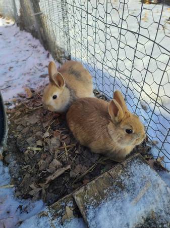 Bunnies ready for a home