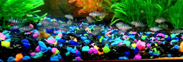 Rehoming African Cichlids