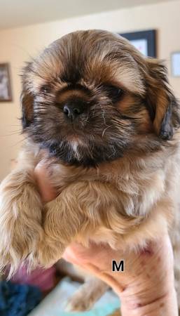 Shih Tzu/Pekingese puppies