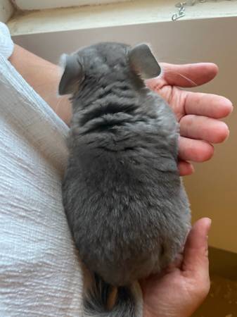 chinchilla looking for home