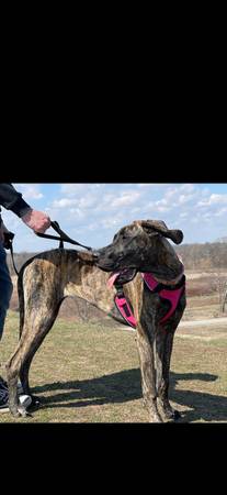 Super loving Great Dane