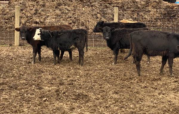 125 heifers