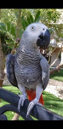 Missing African Grey Parrot