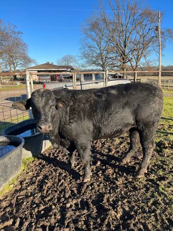 2yr old Brangus Bulls