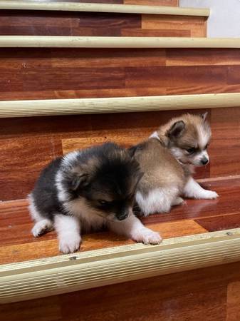 Gorgeous Pomeranian puppies ~@!~!!!