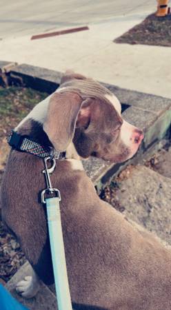 Red nose pitbull puppy