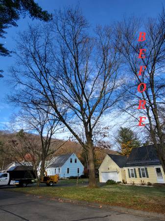 Tree Removal & Trimming Services/ Fall leaf Clean up