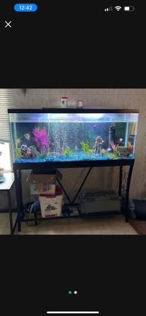 55inch tank and set up