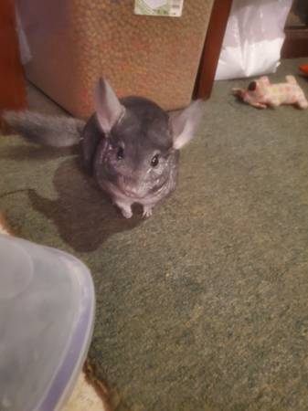 Male chinchilla