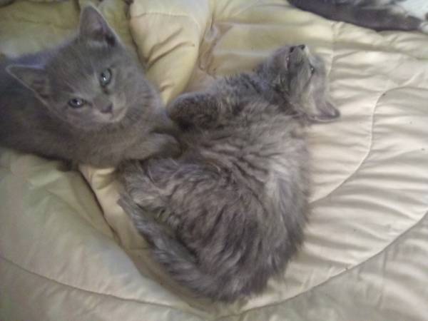 2 Gray Kittens