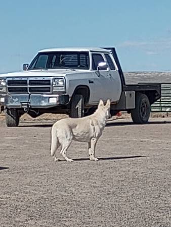 Rehoming a White German Shepherd