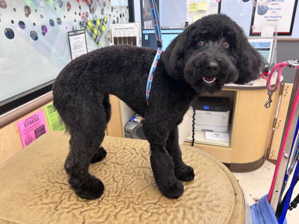 Dog groomer in need of new clientele!