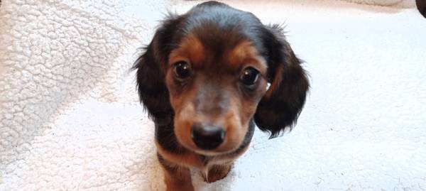 Miniature Dachshund puppy